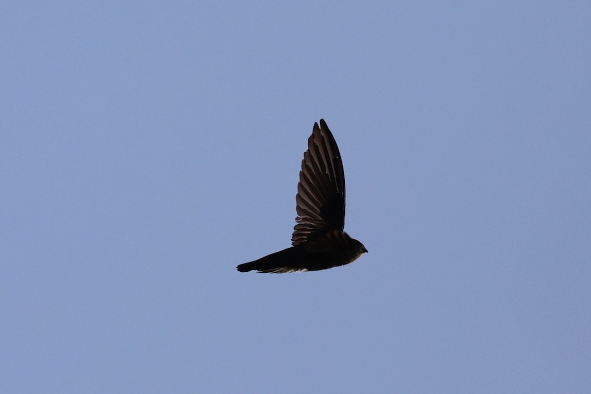 Drab Swiftlet - ML629689795