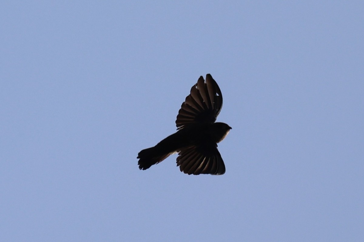 Drab Swiftlet - ML629689796