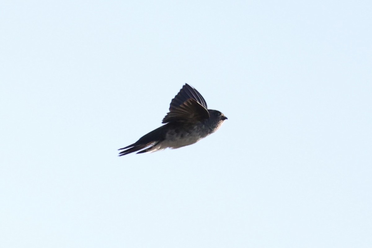 Drab Swiftlet - ML629689797