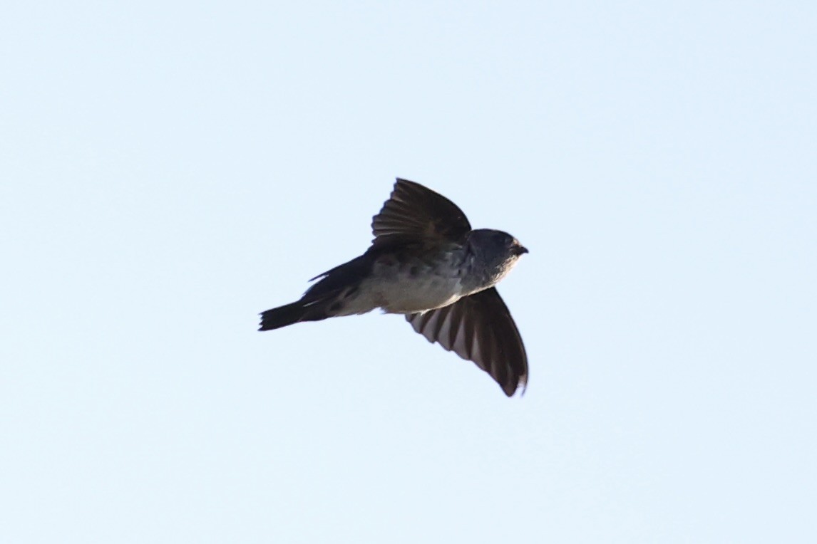 Drab Swiftlet - ML629689798