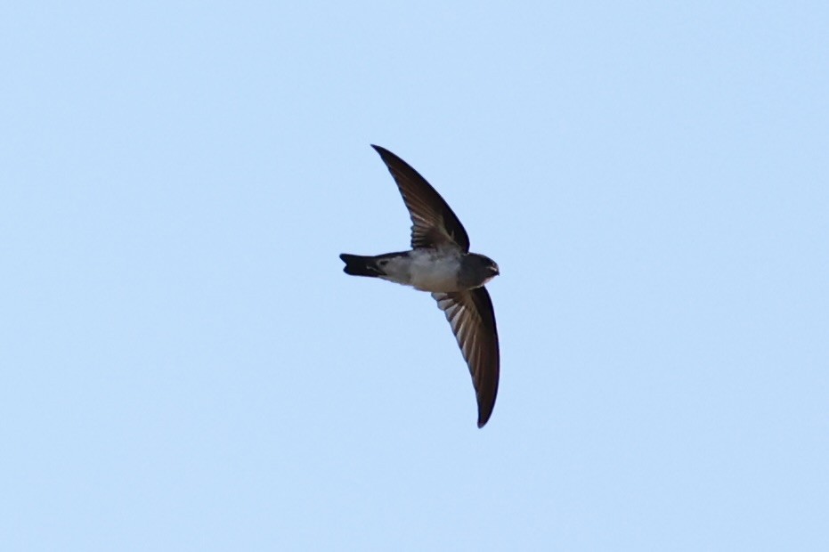 Drab Swiftlet - ML629689800