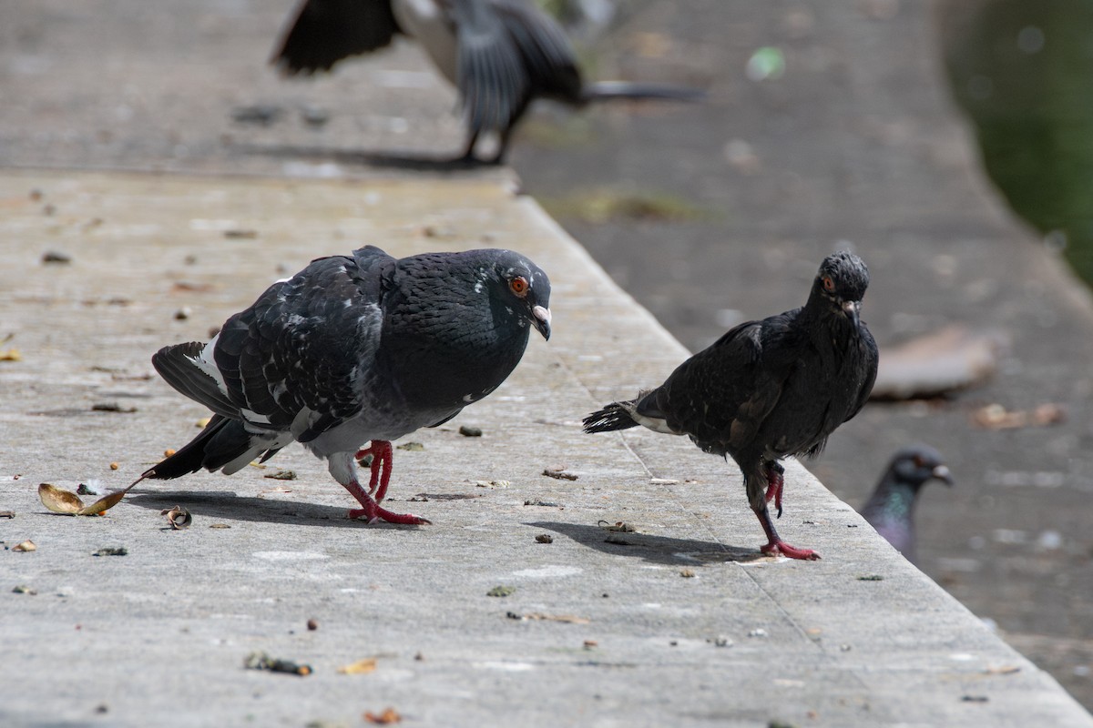 holub skalní (domácí) - ML629689951