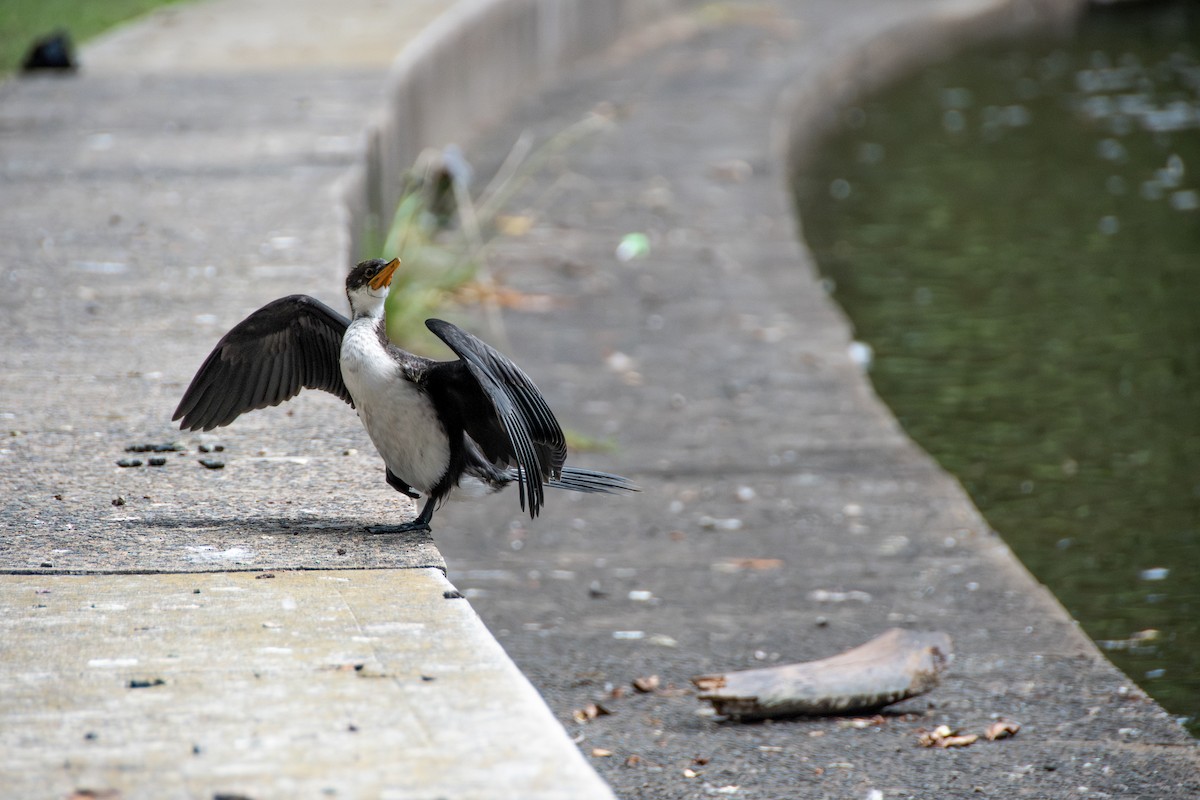 kormorán černobílý - ML629689970