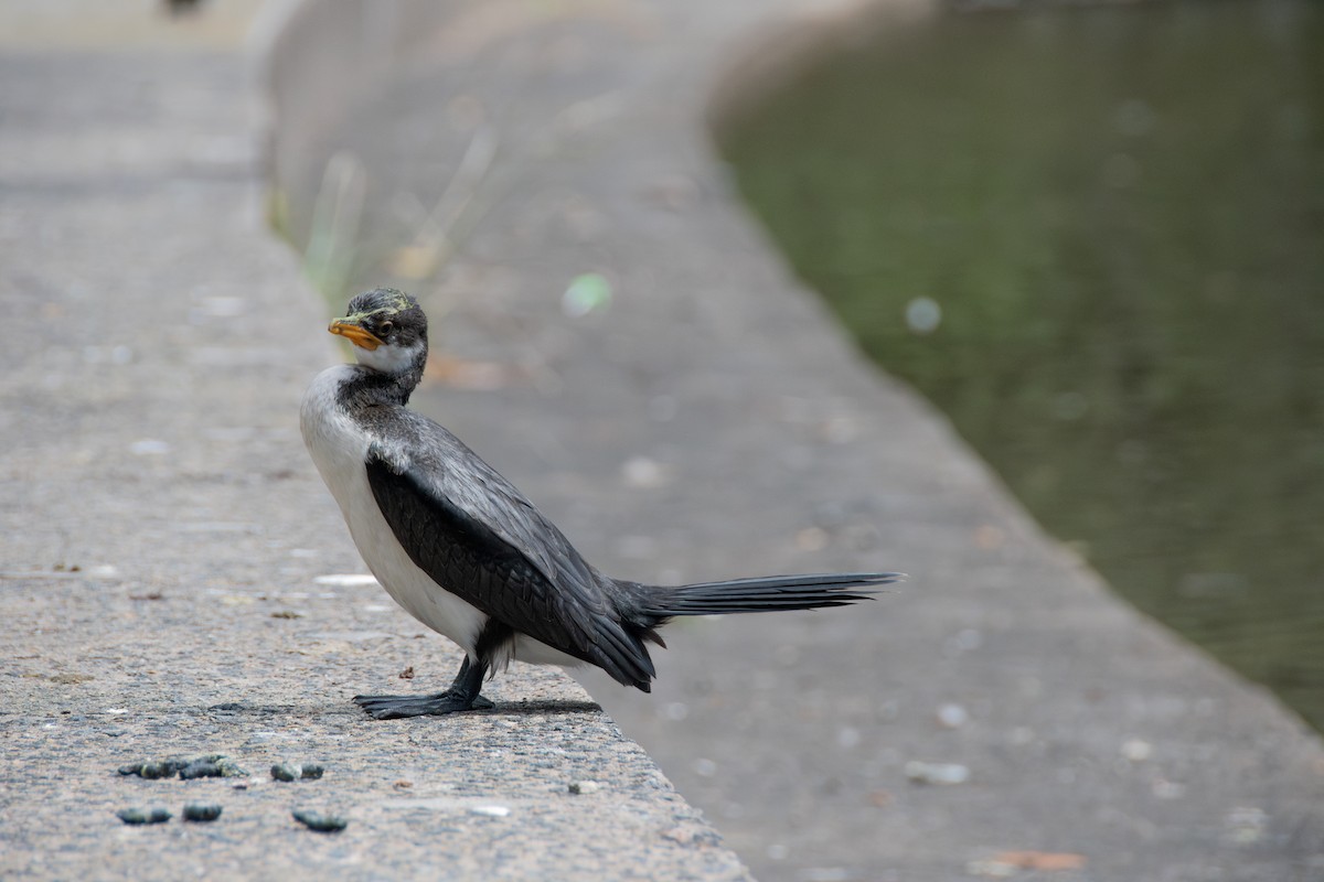 kormorán černobílý - ML629689979