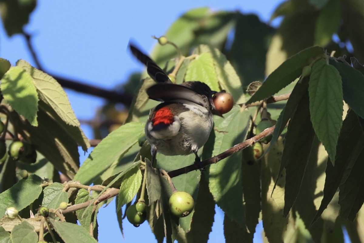Red-chested Flowerpecker - ML629690104