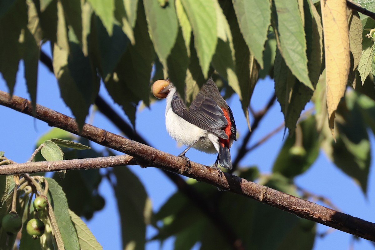 Red-chested Flowerpecker - ML629690106