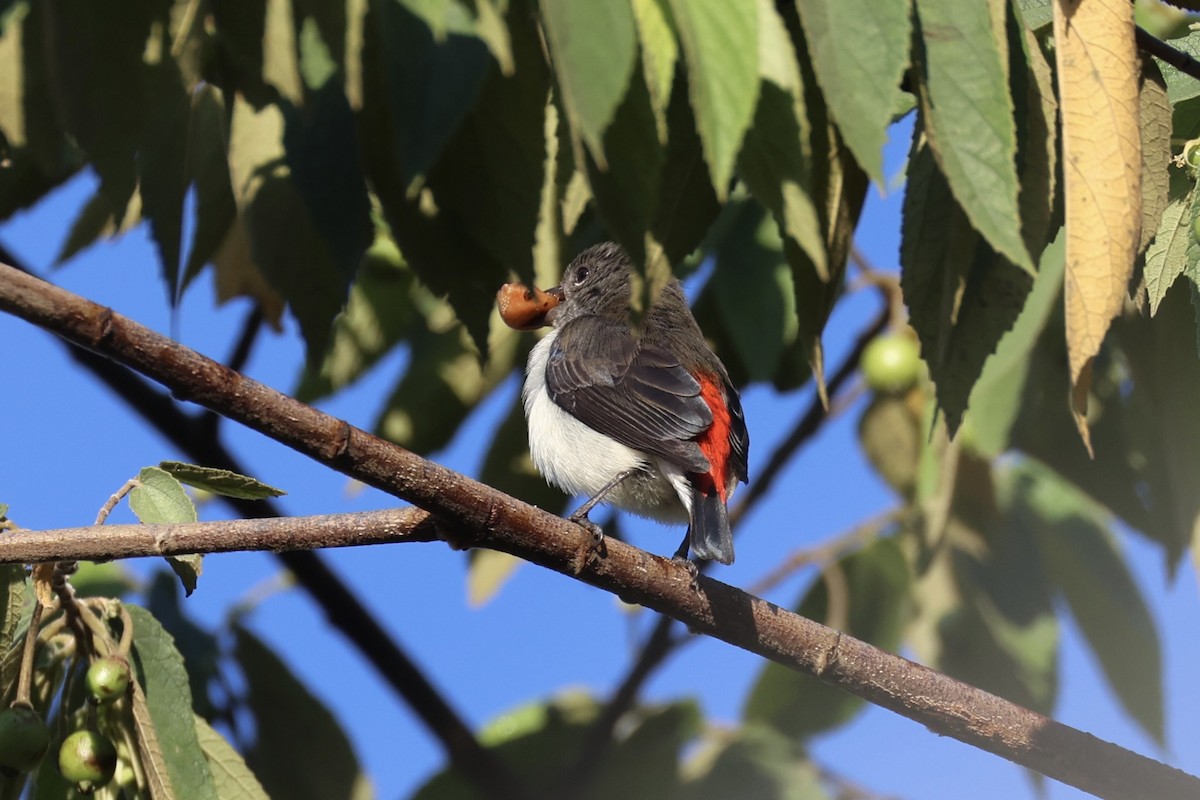 Red-chested Flowerpecker - ML629690107