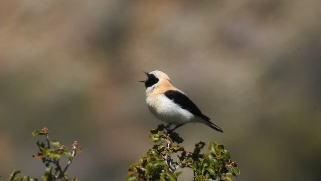 Western Black-eared Wheatear - ML629690140