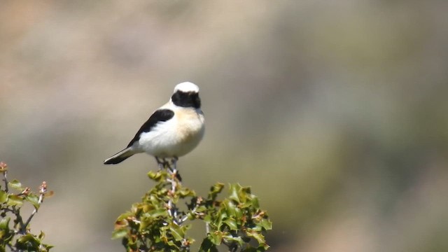 Western Black-eared Wheatear - ML629690141