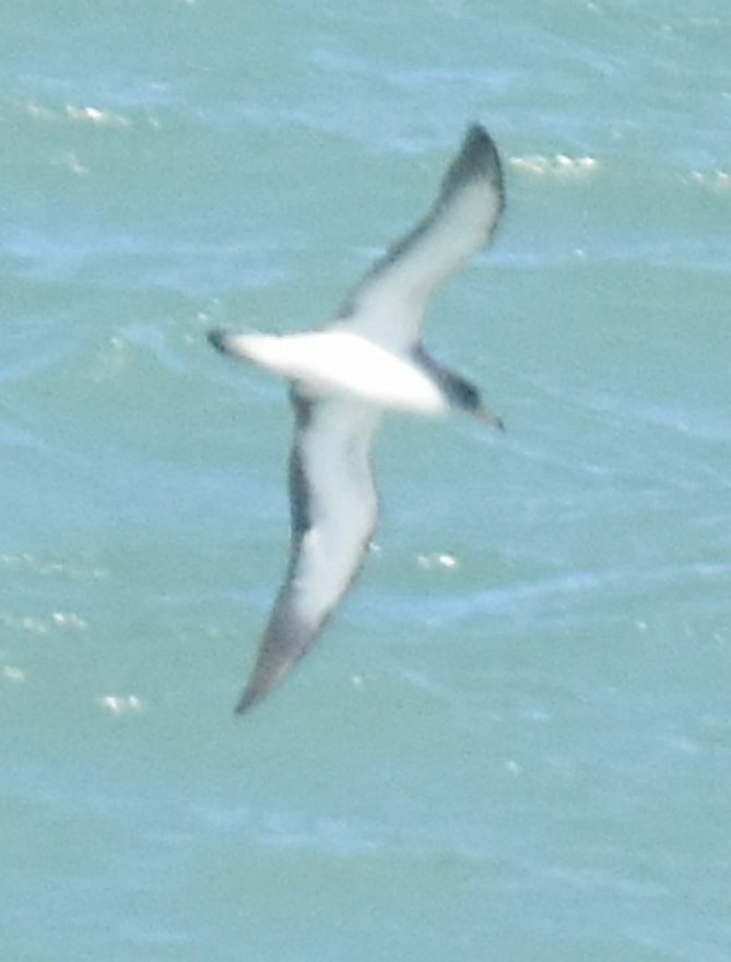 Scopoli's Shearwater - ML629690270