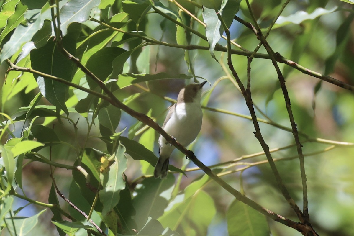 Plain Gerygone - ML629690472