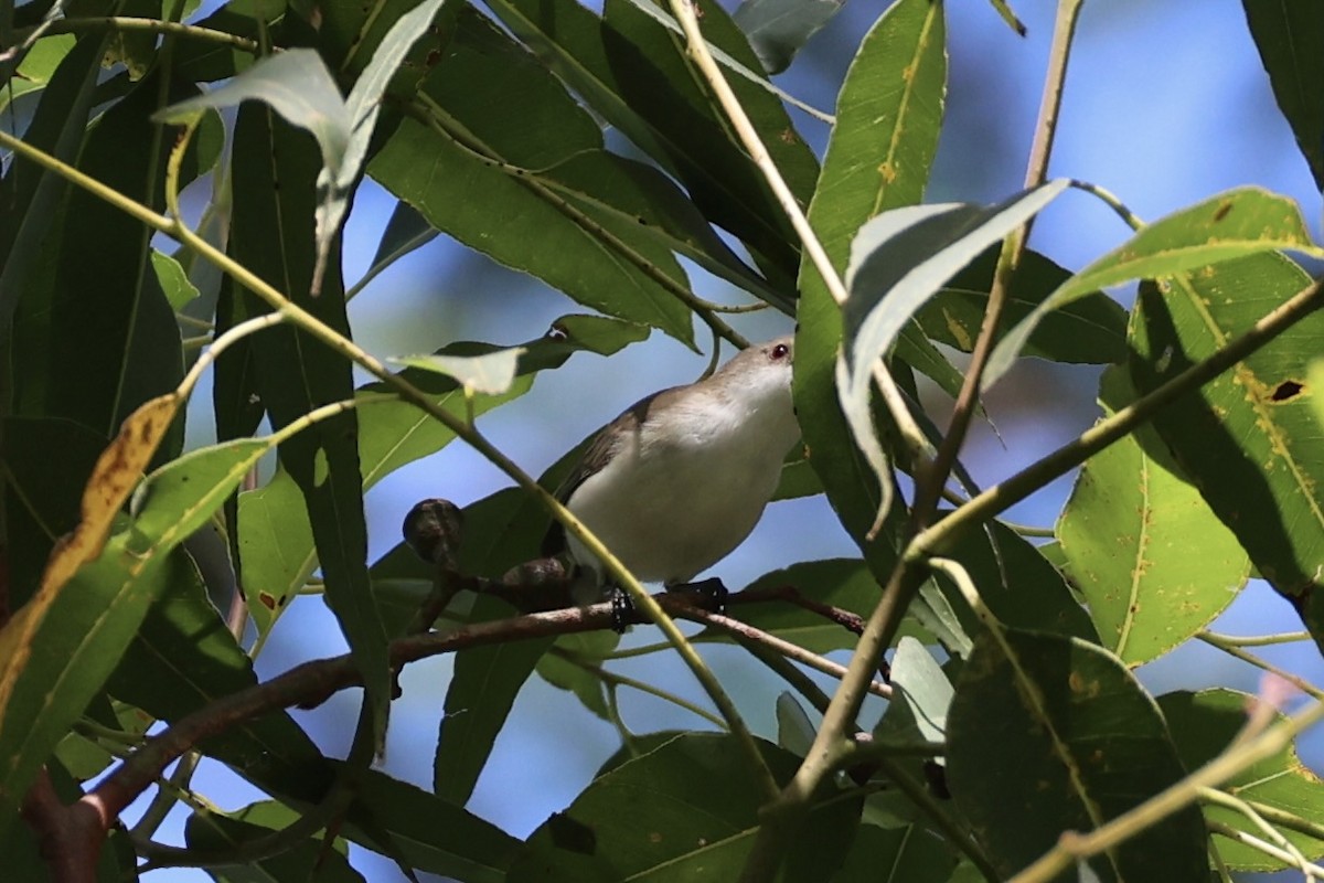 Plain Gerygone - ML629690473