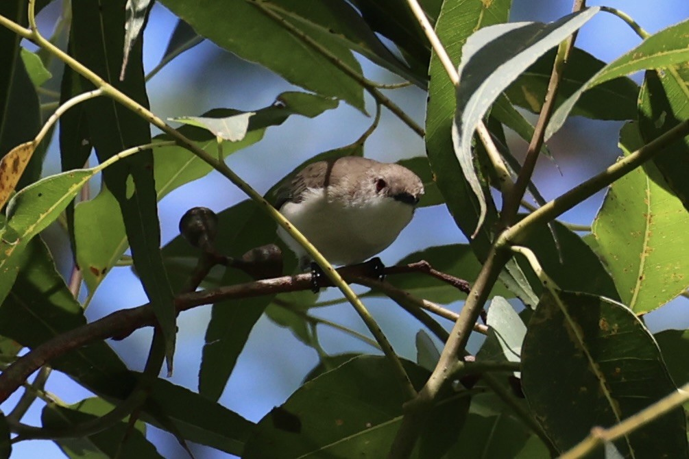 Plain Gerygone - ML629690474