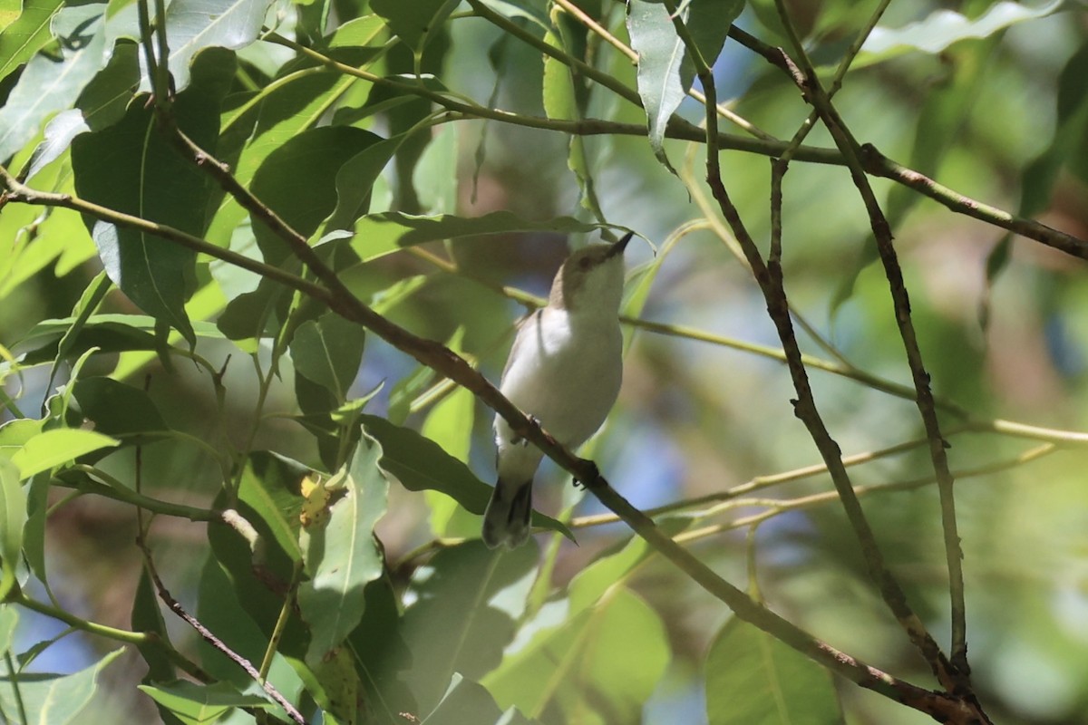 Plain Gerygone - ML629690475