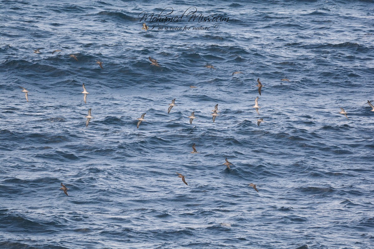 Scopoli's Shearwater - ML629690545