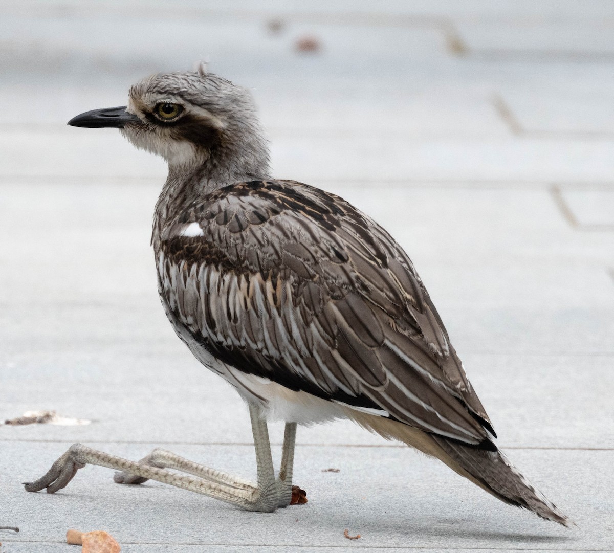 Bush Thick-knee - ML629690566
