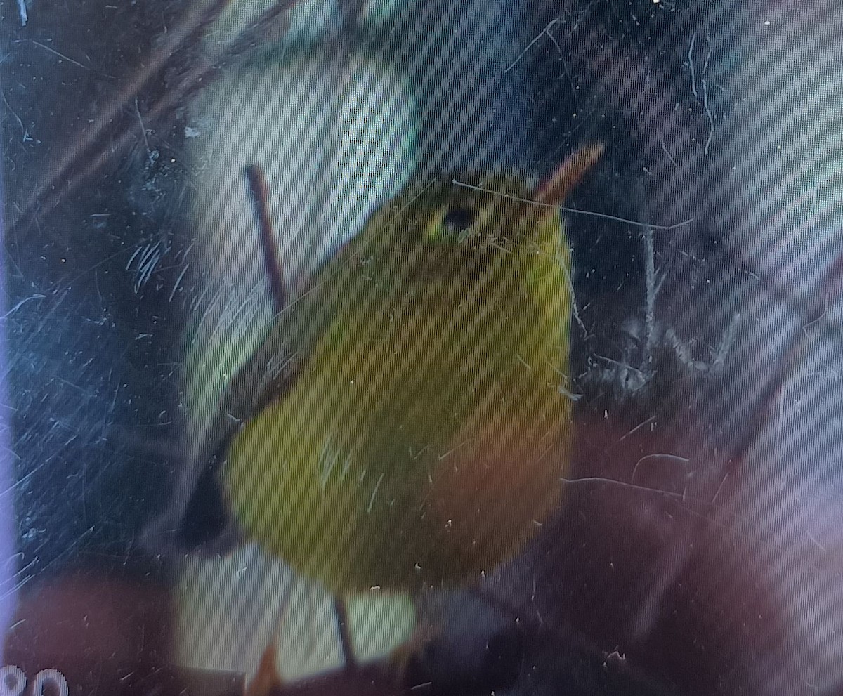 budníček himálajský - ML629690612