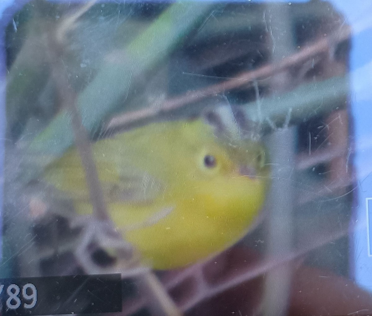 budníček himálajský - ML629690613