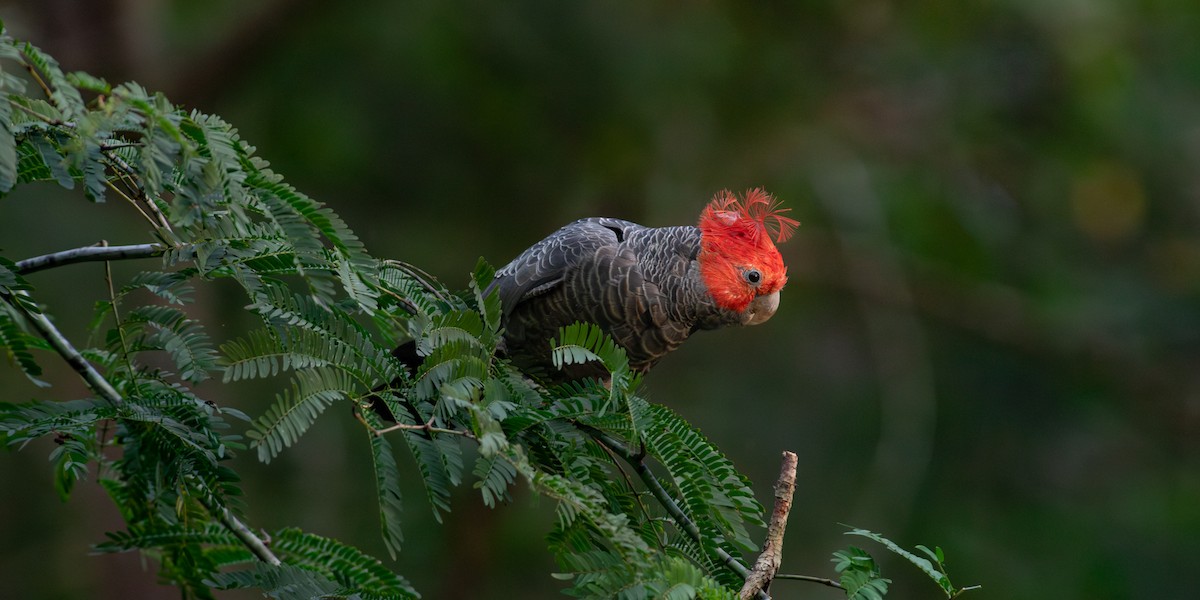 kakadu přílbový - ML629691045