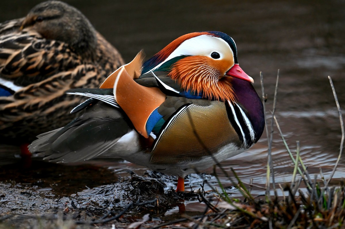 Mandarin Duck - ML629691096