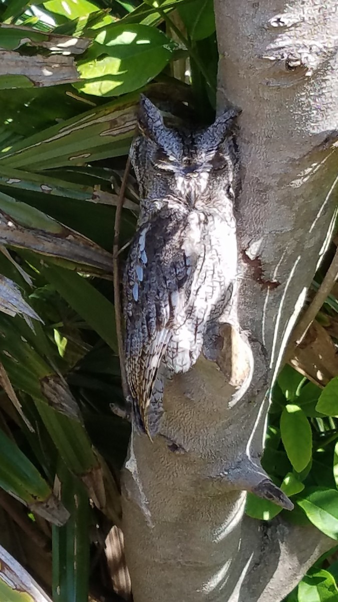 Eastern Screech-Owl - ML629691189