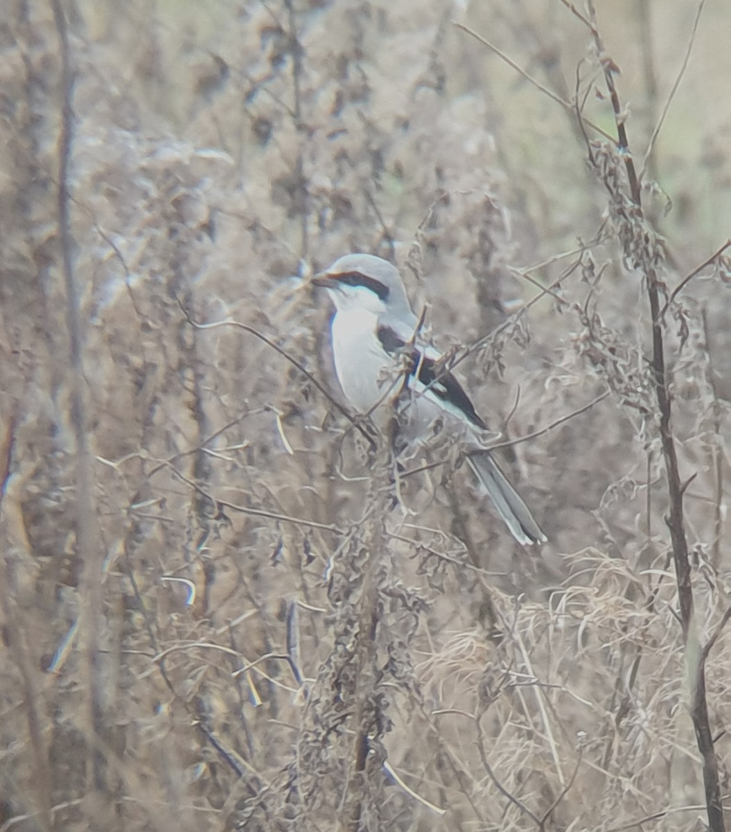 Pie-grièche grise - ML629691219