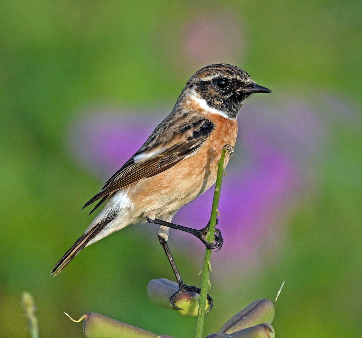 Siberian Stonechat - ML629691370