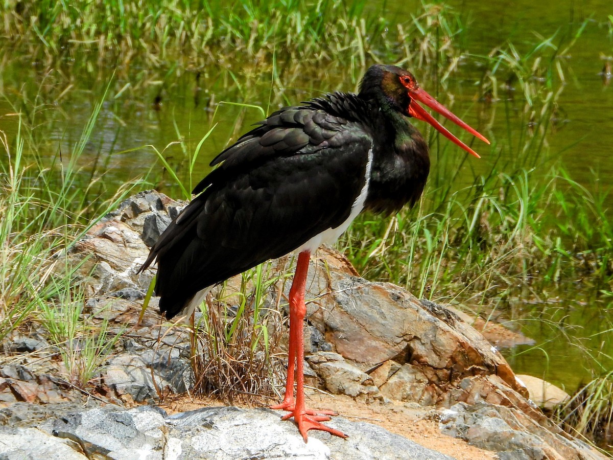 Black Stork - ML629691439