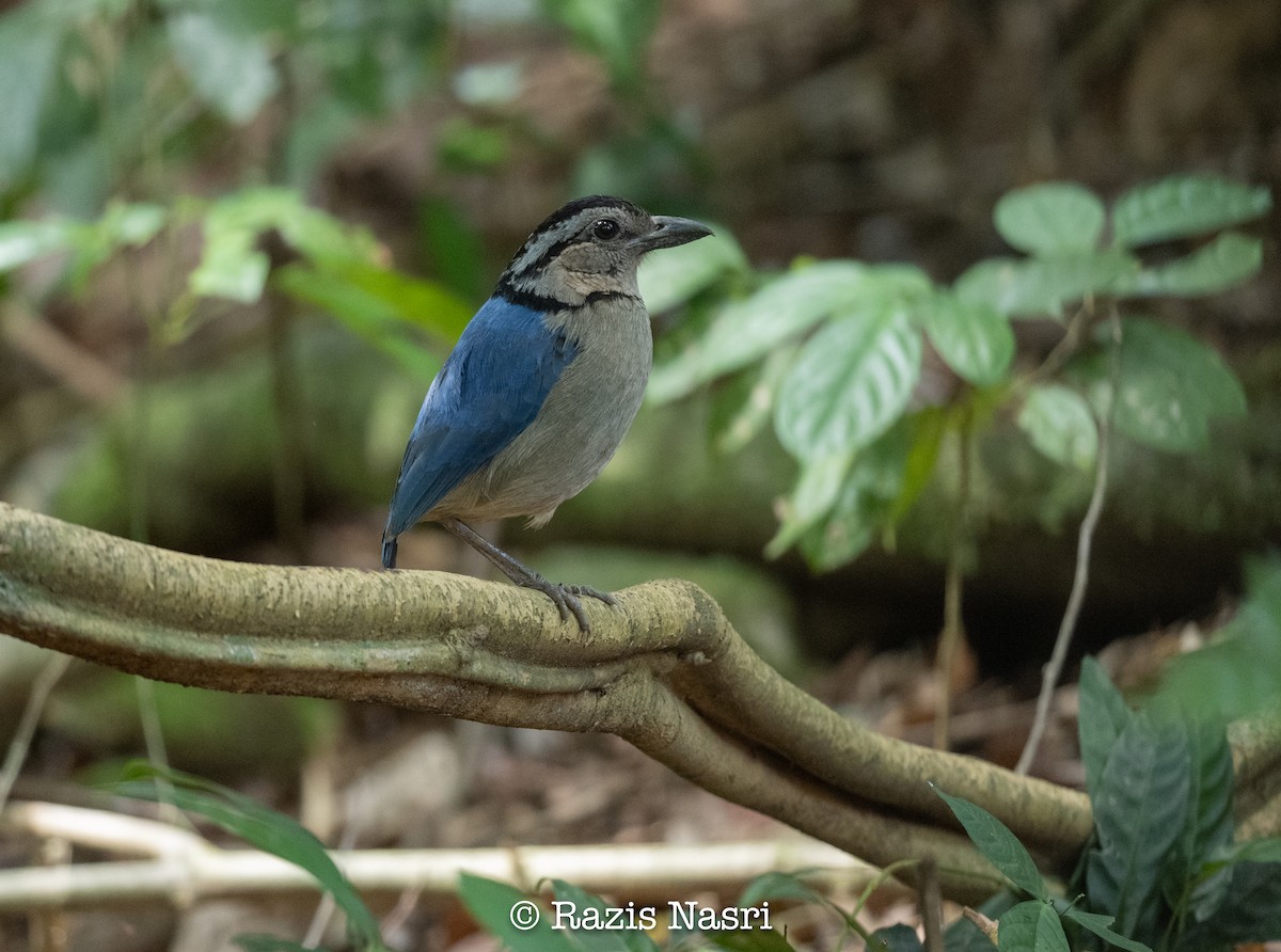 Giant Pitta - ML629691476