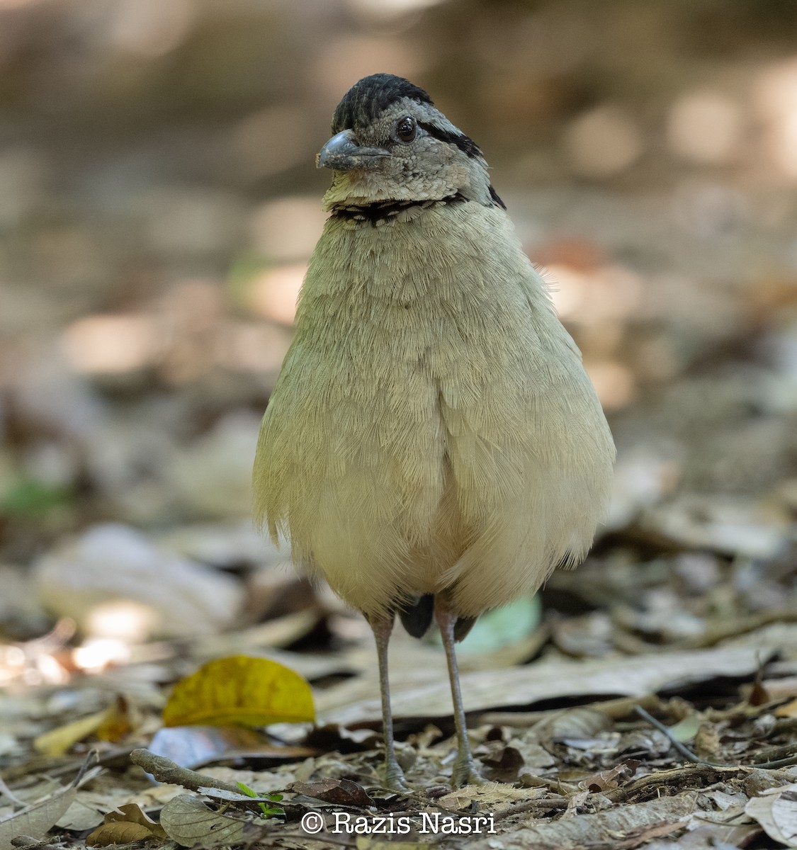 Giant Pitta - ML629691478