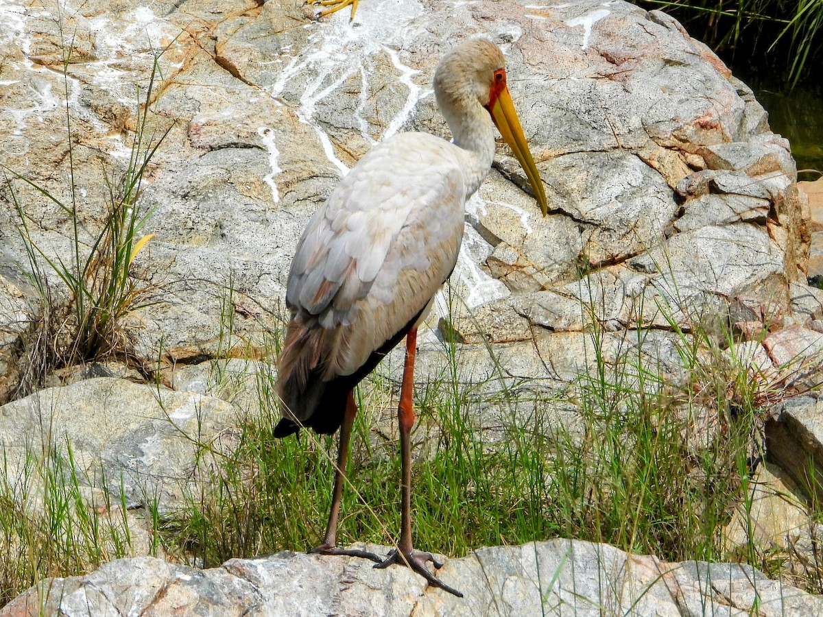 Yellow-billed Stork - ML629691480