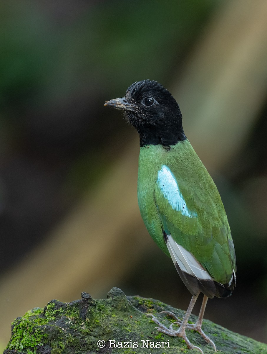 Western Hooded Pitta (Sunda) - ML629691485