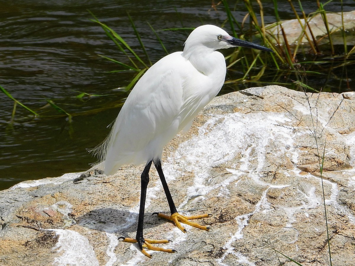 Little Egret - ML629691495