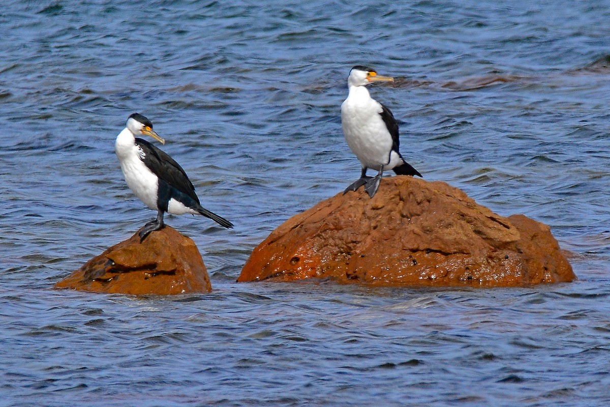 Pied Cormorant - ML629691542