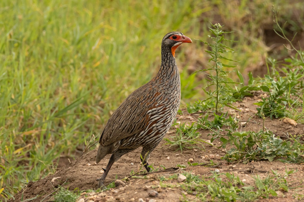 Gray-breasted Spurfowl - ML629691565