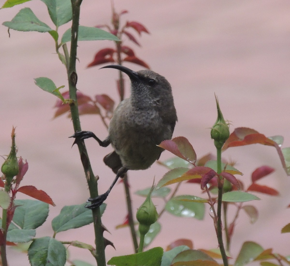 Greater Double-collared Sunbird - ML629691601