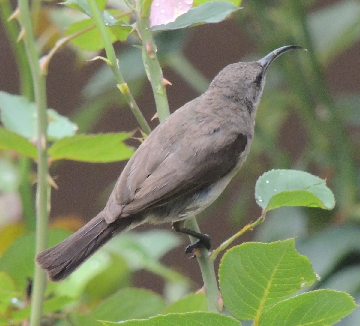 Greater Double-collared Sunbird - ML629691602