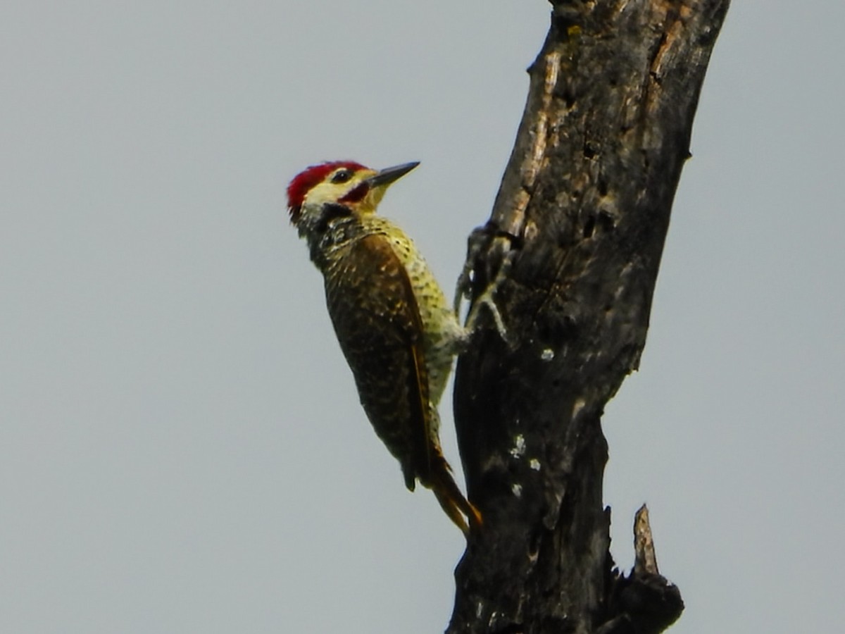 Bennett's Woodpecker - ML629691619