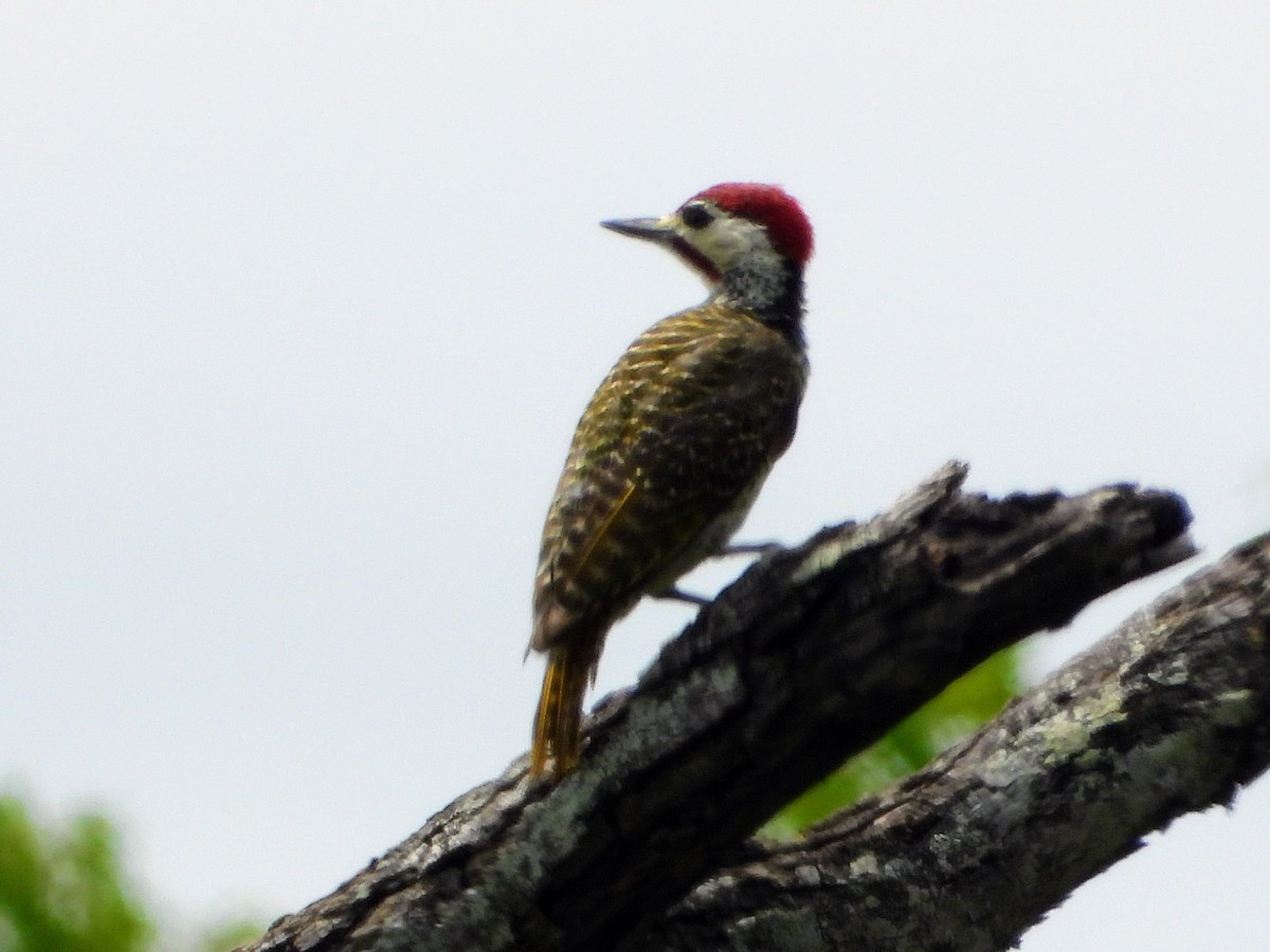 Bennett's Woodpecker - ML629691620