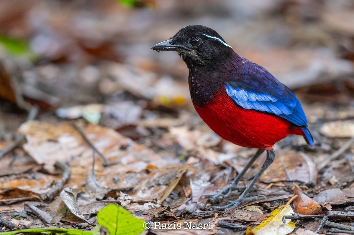 Black-crowned Pitta - ML629691625