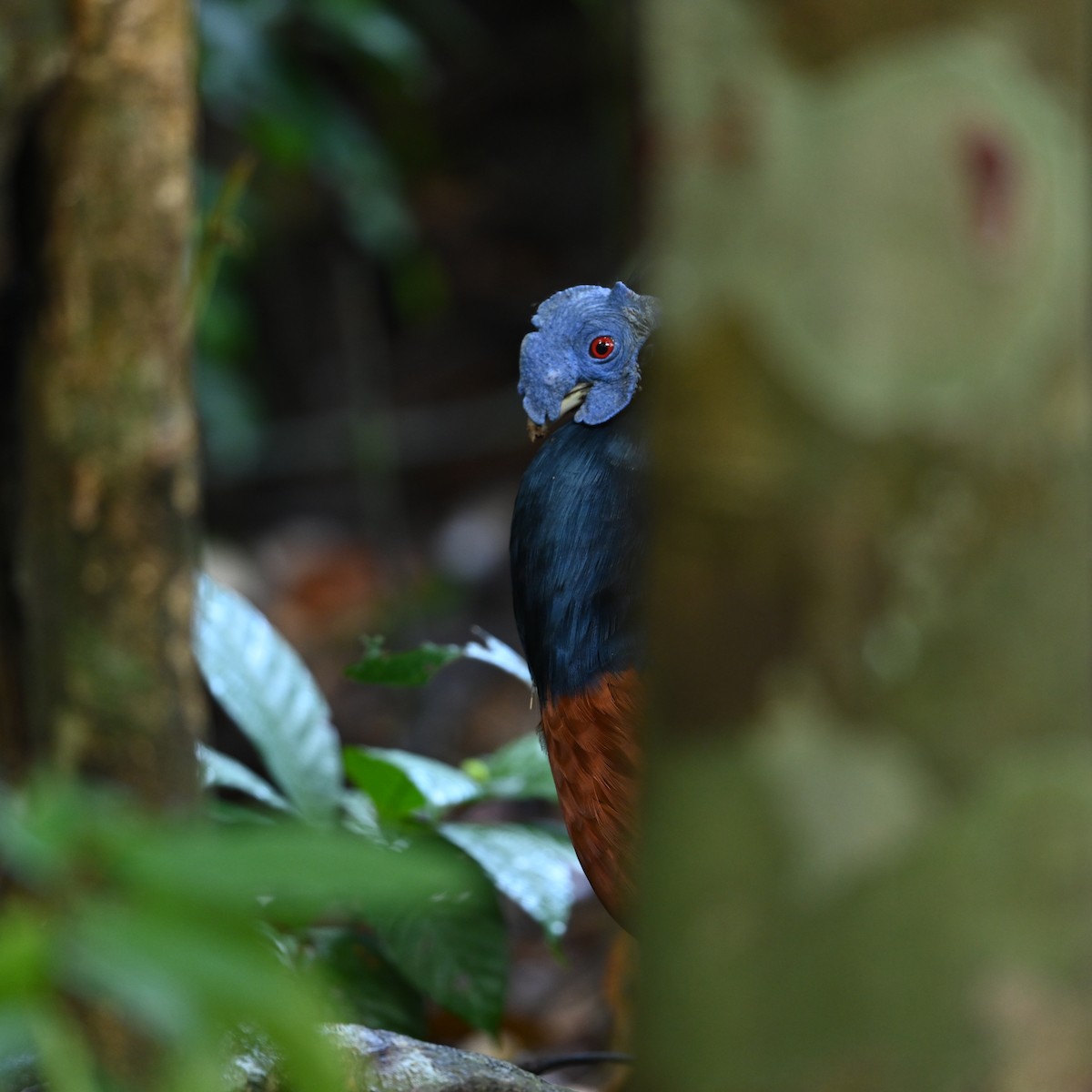 Bornean Crested Fireback - ML629691630