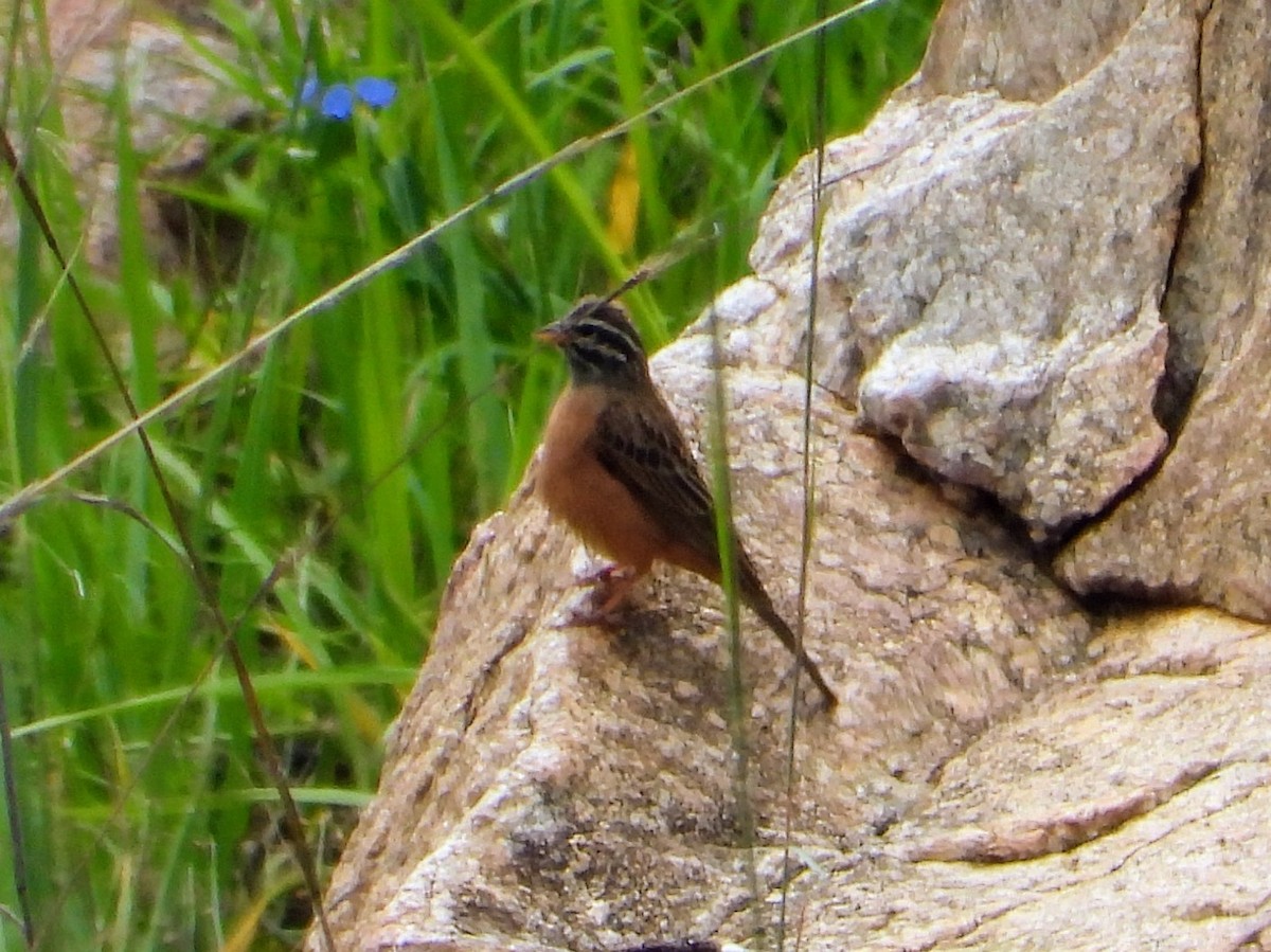 Cinnamon-breasted Bunting - ML629691749