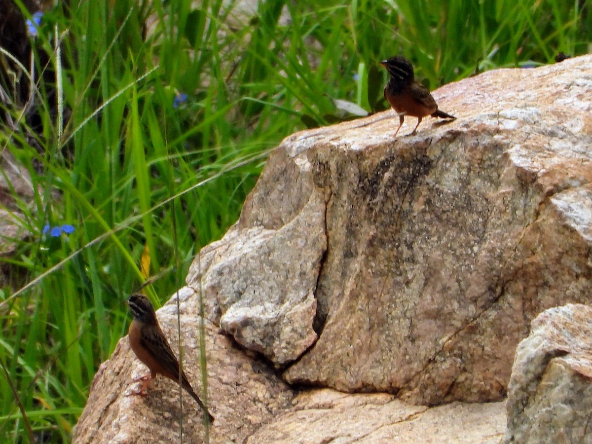 Cinnamon-breasted Bunting - ML629691750