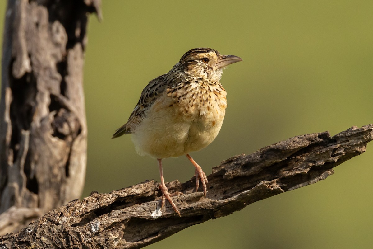 Rufous-naped Lark (Serengeti) - ML629691871