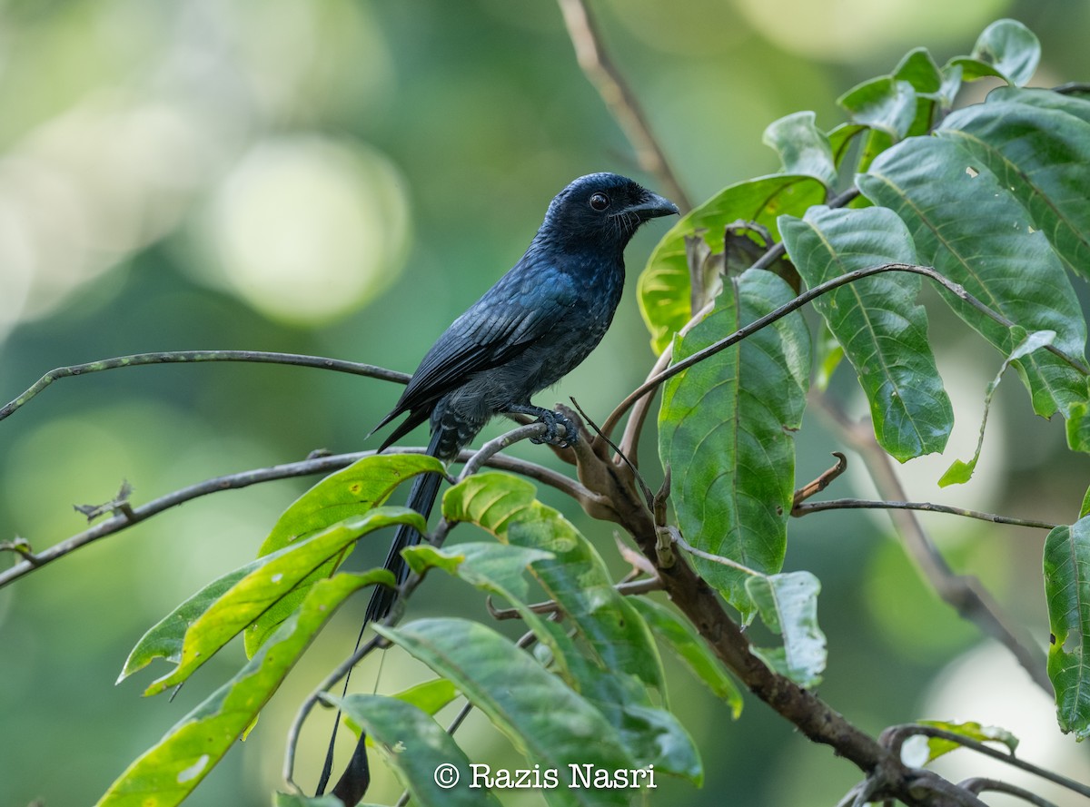 Greater Racket-tailed Drongo - ML629691948