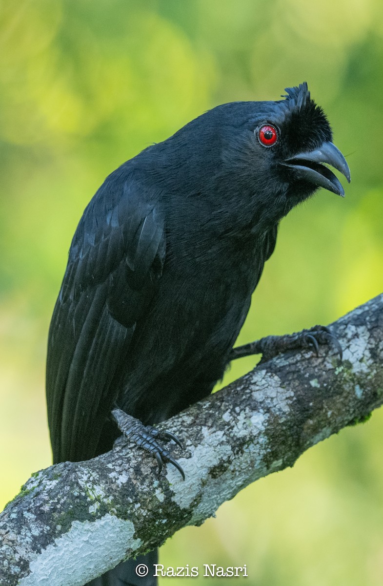 Bornean Black Magpie - ML629691953