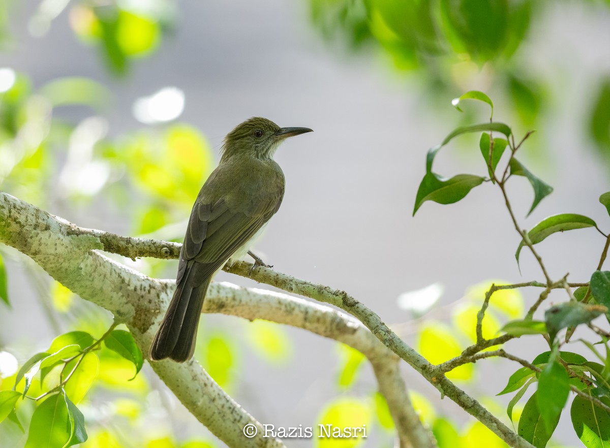 Streaked Bulbul - ML629691970