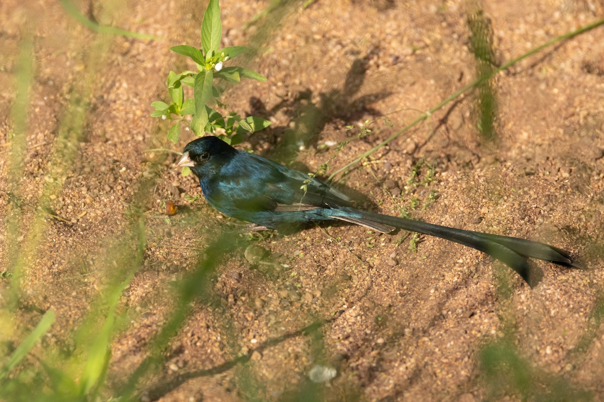 Steel-blue Whydah - ML629691999
