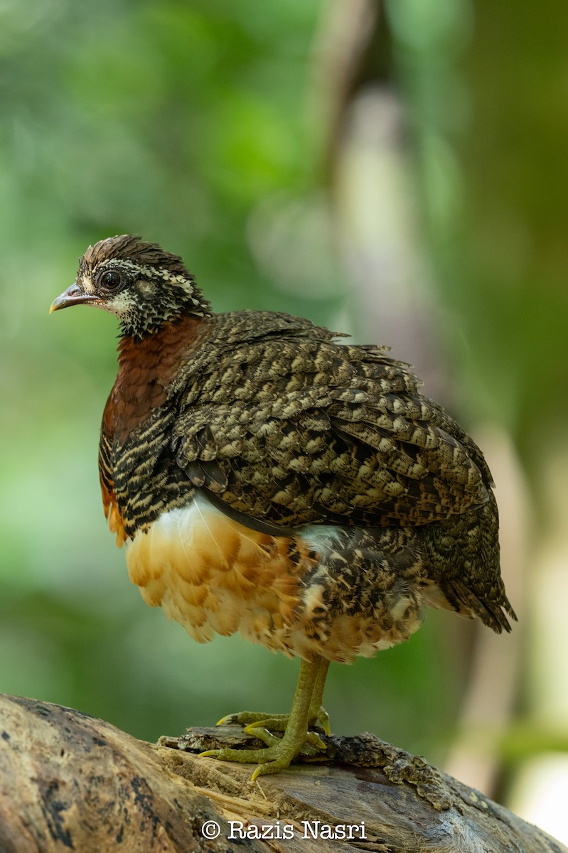 Sabah Partridge - ML629692074