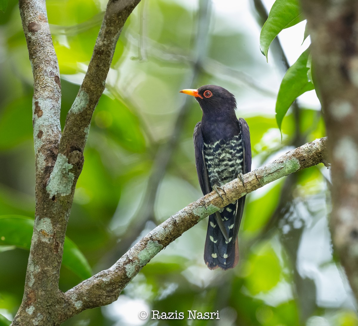 Violet Cuckoo - ML629692118